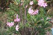 Adenium arabicum - retki tajlandski kultivari - paket od 5 semenki